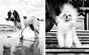 Street Photographer Travels The World Portraying Very Different Personalities Of Dogs
