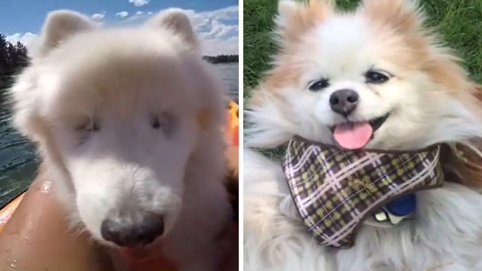 Blind Dog Gets Guide Dog And Becomes Bff