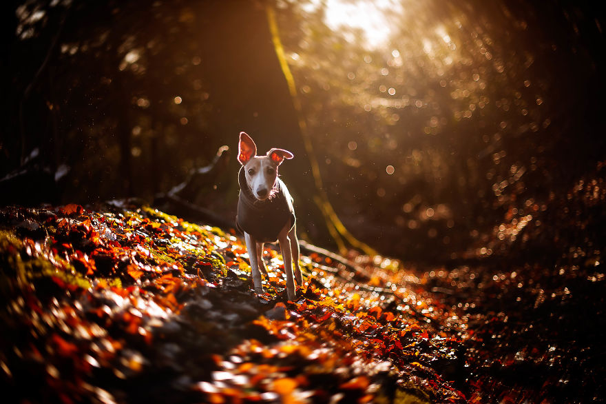 From Homeless To Professional Photographer, Inspired By Nature & Dogs