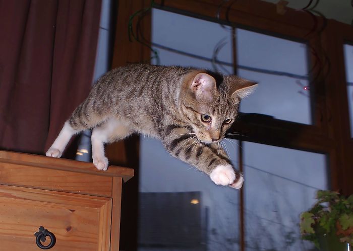 Jumping Kitty