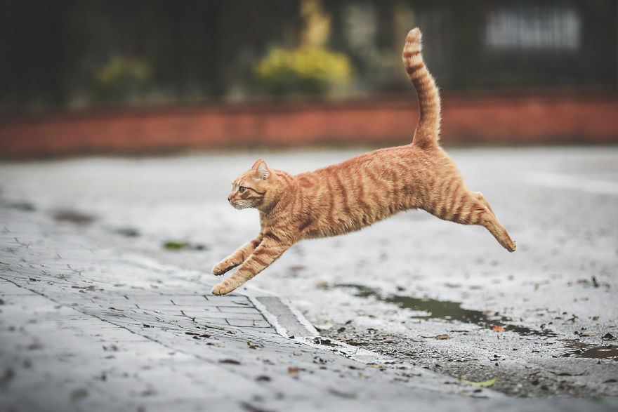 I Take Action Photos Of My Cat Ricky Playing In Our Yard And His Postures Are Incredible!