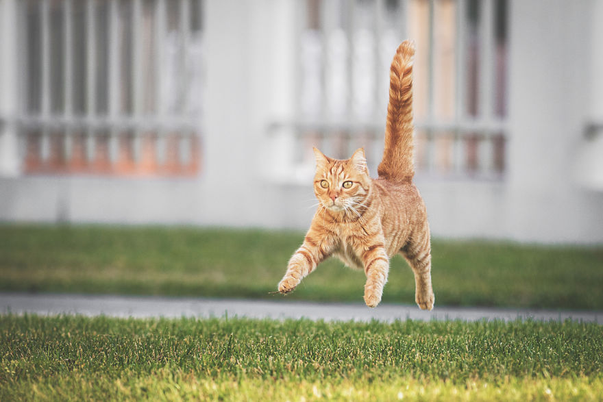 I Take Action Photos Of My Cat Ricky Playing In Our Yard And His Postures Are Incredible!