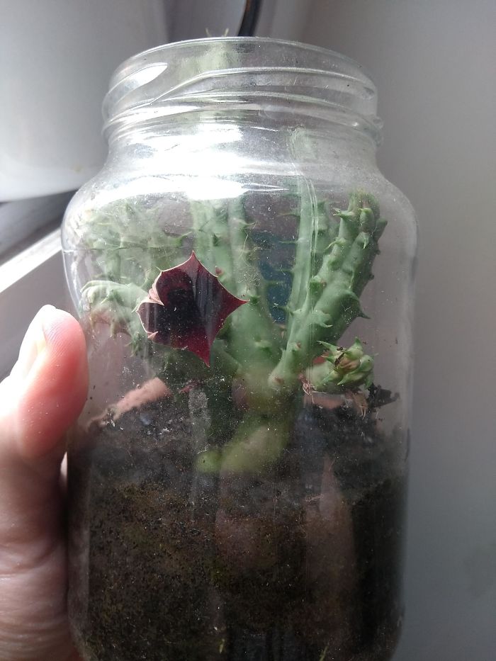 My Succulent's Flower Looks Like A Demogorgon