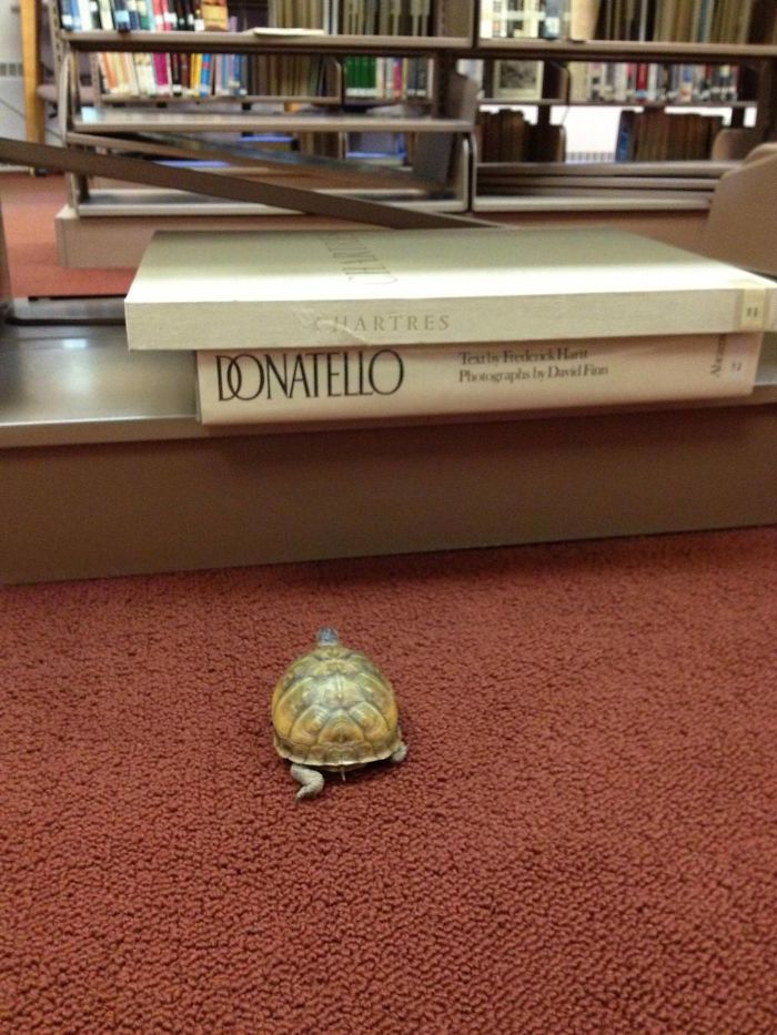 My Wife Is A High School Librarian And One Of Her Students Lost A Turtle In The Library Earlier In The Week. Today He Was Found. She Swears This Picture Wasn't Staged. Is This Awesome Or Is My Wife A Liar?