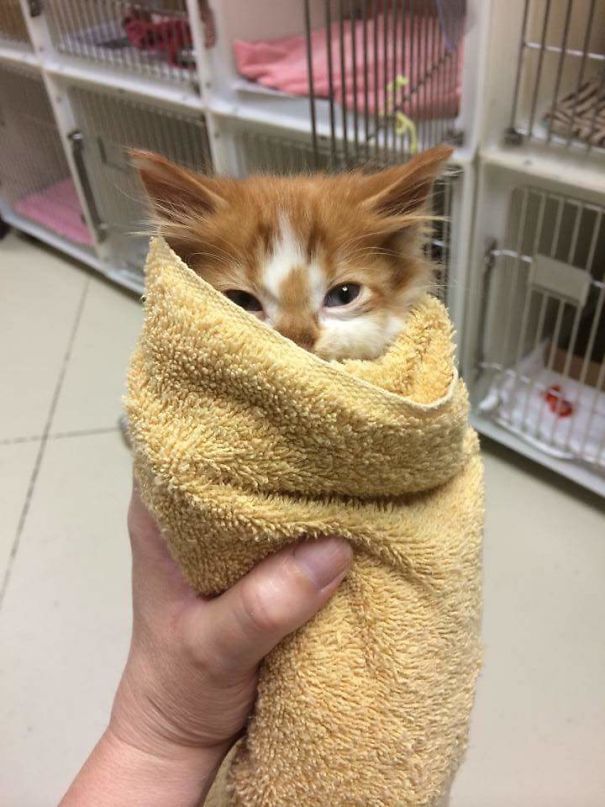 My Local Animal Shelter Posted This Little Purrito