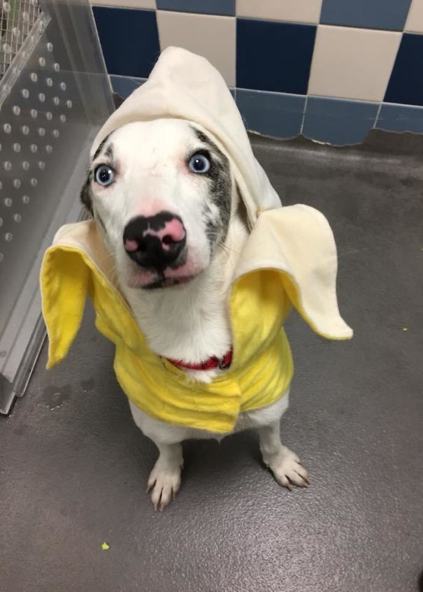 I Work For My Local Animal Shelter. One Of Our Dogs Went As A Banana. He Was The Star