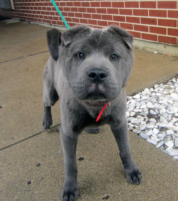Met This Cute Little Shar Pei Mix While Volunteering At A Local Shelter