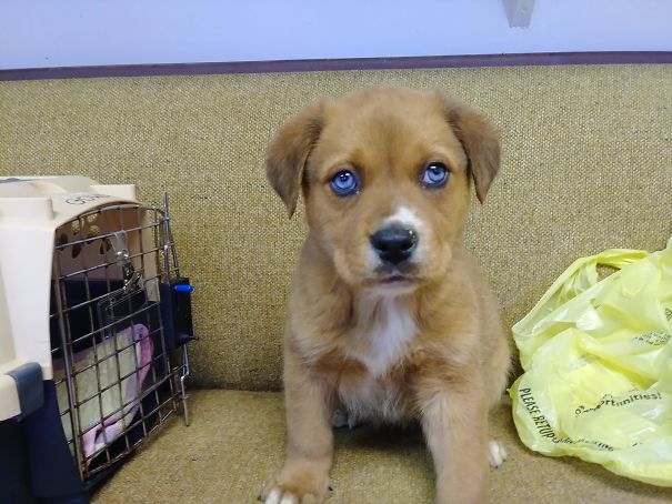This Pupper Was Dropped Off At The Shelter Where I Work