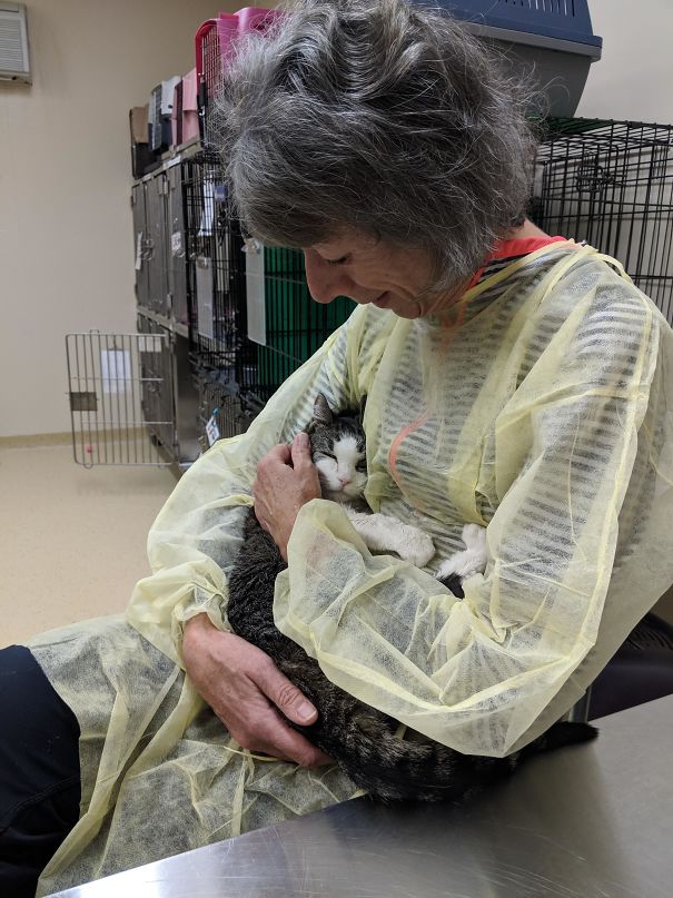 I Work In An Animal Shelter. This Is Meme, A Very Senior Cat Getting Love From A Volunteer