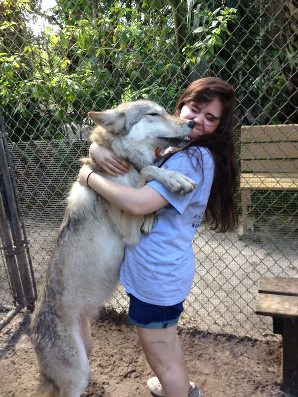 A Fellow Volunteer Caught A Picture Of Me Getting A Hug And A Kiss From One Of The Friendlier Wolves At My Local Sanctuary