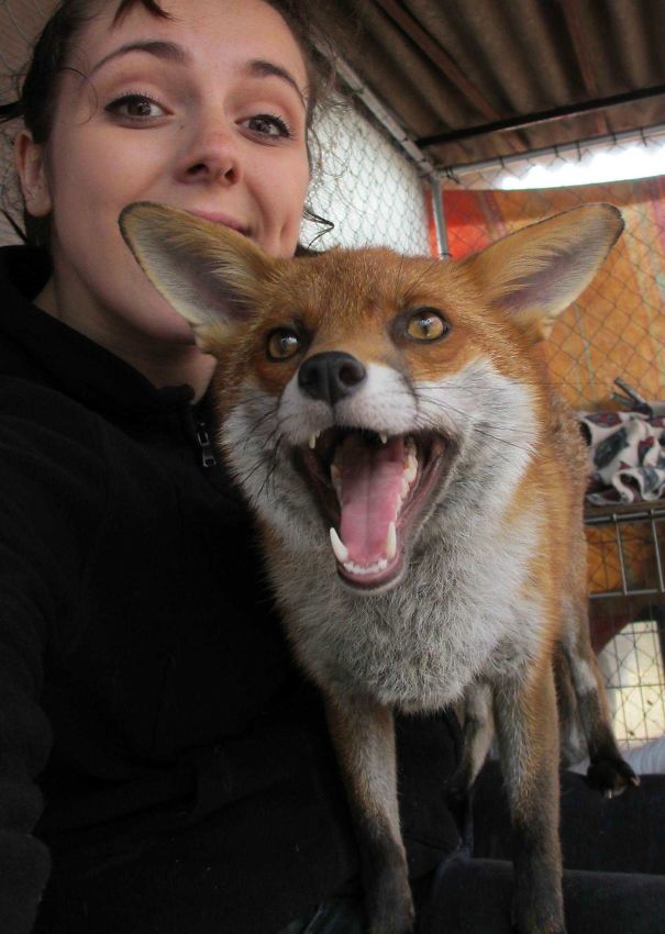 I Volunteer At A Wildlife Sanctuary (England); Meet Raven, One Of Our Tame Foxes