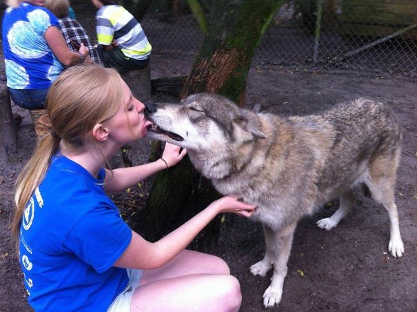 If I Survive Finals, I'm Spending My Summer At Shy Wolf Sanctuary With This Gorgeous Girl