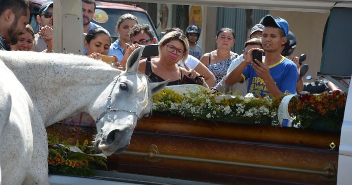 Brazilian Horse Sereno At The Funeral Of His Owner And Best Friend, Cattle Herder Wagner Figueiredo De Lima, Killed In A Motorcycle Accident