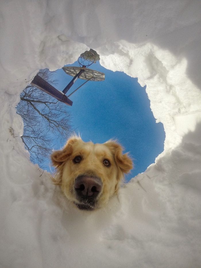 When You Get Buried In Snow But Your Dog Is A Retriever