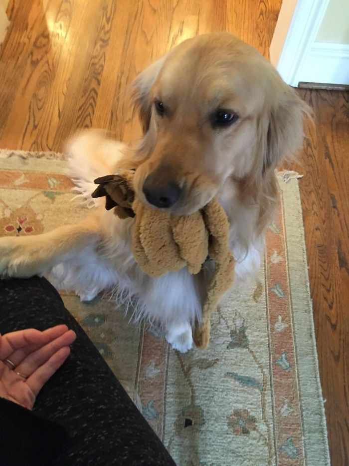 My Girlfriend's Golden Has To Bring A Gift To Anyone Who Comes To The Door. If She Can't Find A Toy, She'll Grab Her Whole Bed And Drag It Across The House Or Pick Up The Shoe You Just Took Off And Give It Back To You