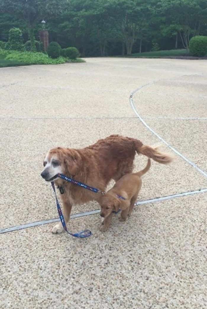 13 Year Old Golden, Taking The 8 Week Old Out For A Walk