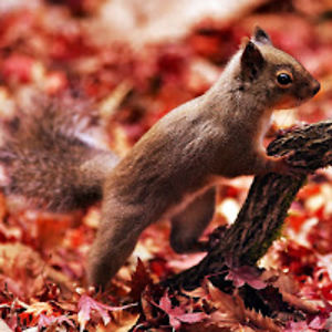 deividasprunskas avatar