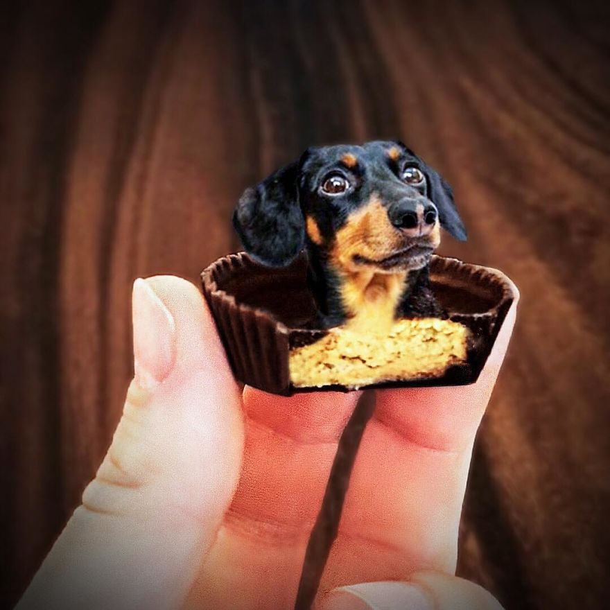 Account In The Instagram Places Dogs With Food And The Result Is Lovely