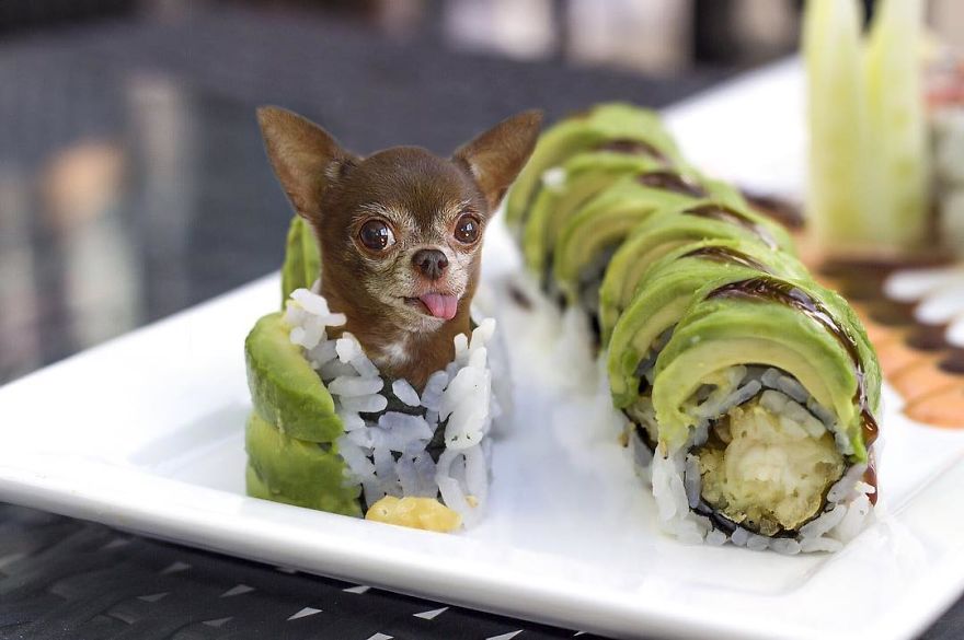 Account In The Instagram Places Dogs With Food And The Result Is Lovely