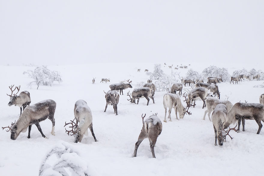We Went Searching For Santa's Reindeer At -35 Degrees Celsius
