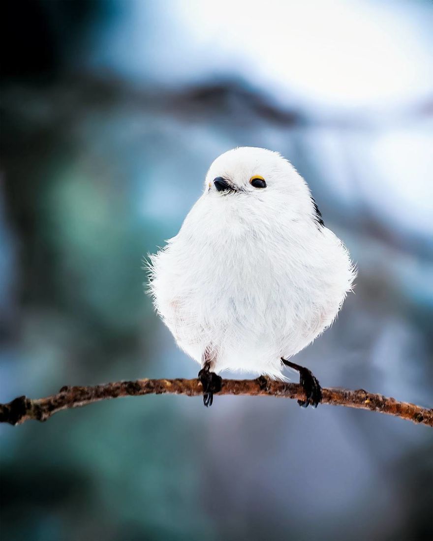 Photographer Spends Months In Forest Capturing Angry Birds In Real Life