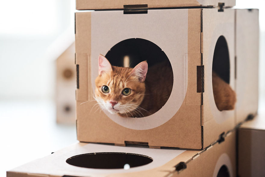 Architect Couple Turns Cardboard Boxes Into Stackable Cat Fort, And Here's How Cats React
