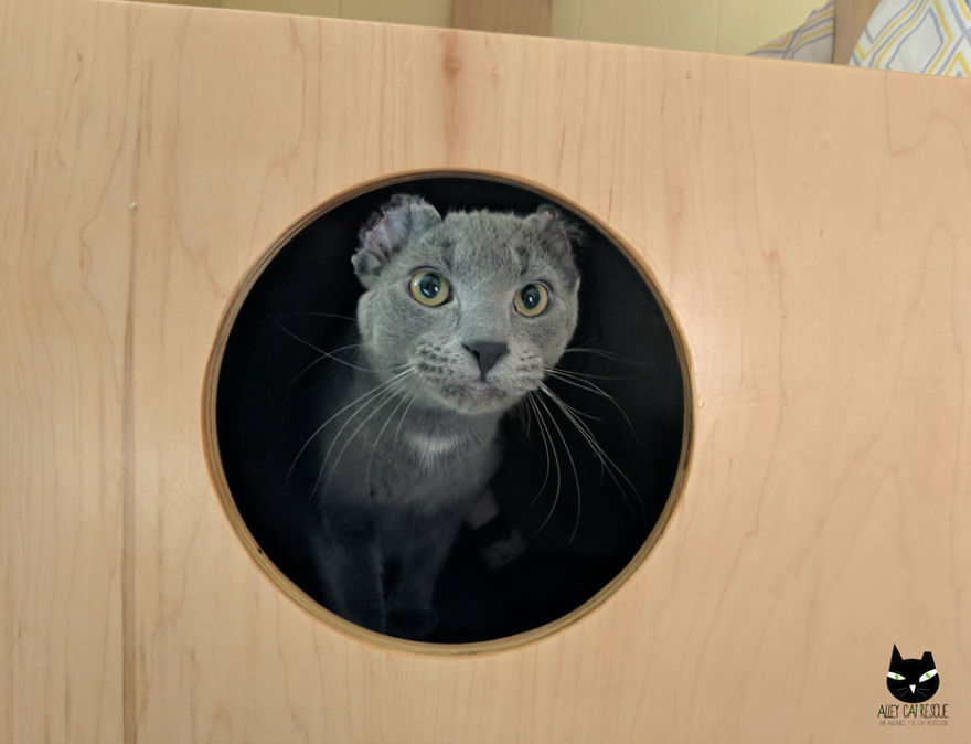 Cat Is Recovering, Learning How To Love People After Being Tortured By Animal Abuser Cat Is Recovering, Learning How To Love People After Being Tortured By Animal Abuser