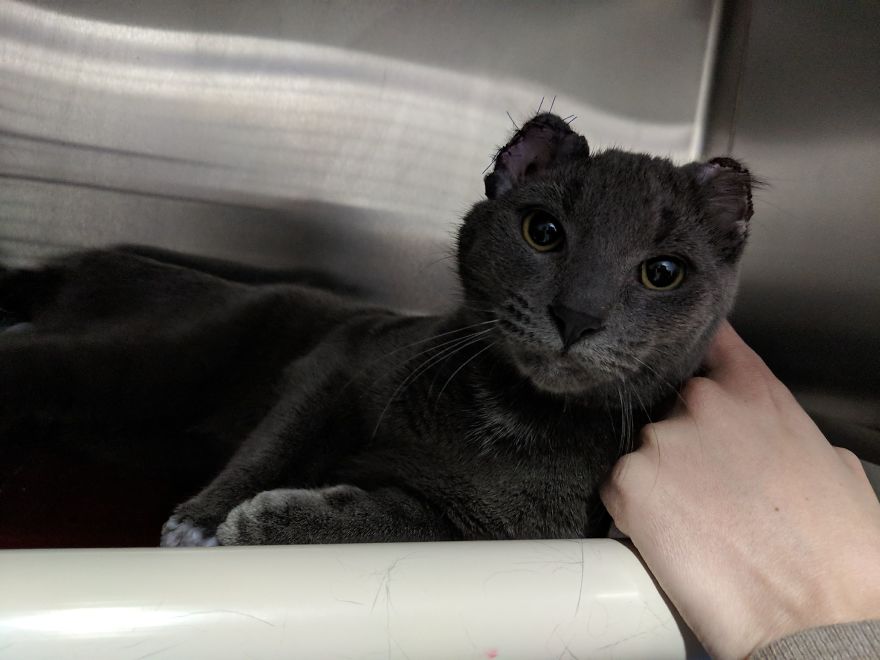 Cat Is Recovering, Learning How To Love People After Being Tortured By Animal Abuser Cat Is Recovering, Learning How To Love People After Being Tortured By Animal Abuser