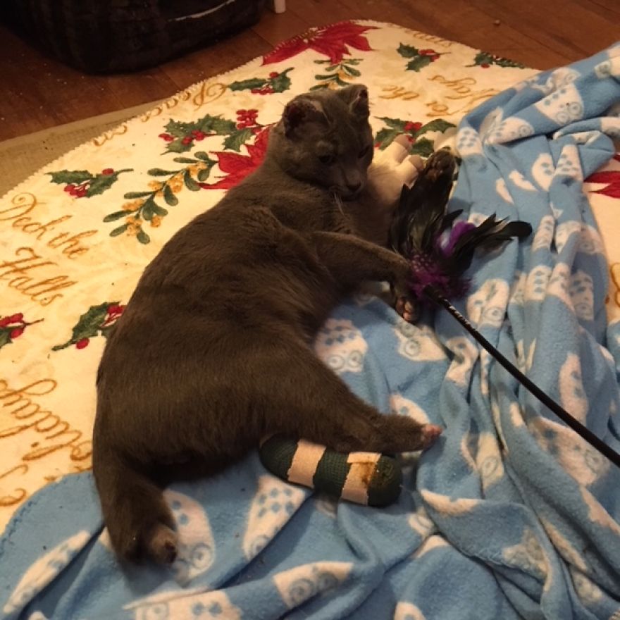 Cat Is Recovering, Learning How To Love People After Being Tortured By Animal Abuser Cat Is Recovering, Learning How To Love People After Being Tortured By Animal Abuser