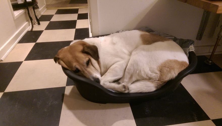 Cute And Determined Dog Refuses To Give Up Nap Places