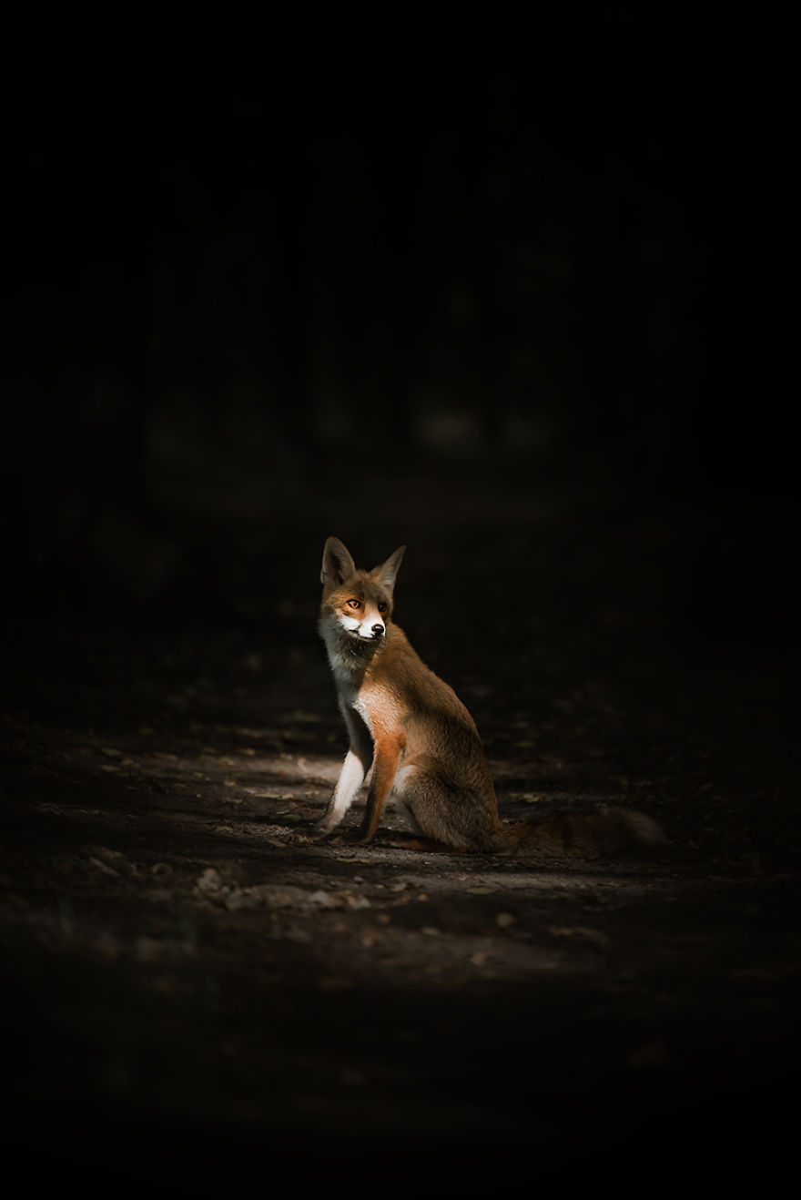 Fox - Amazing Creature