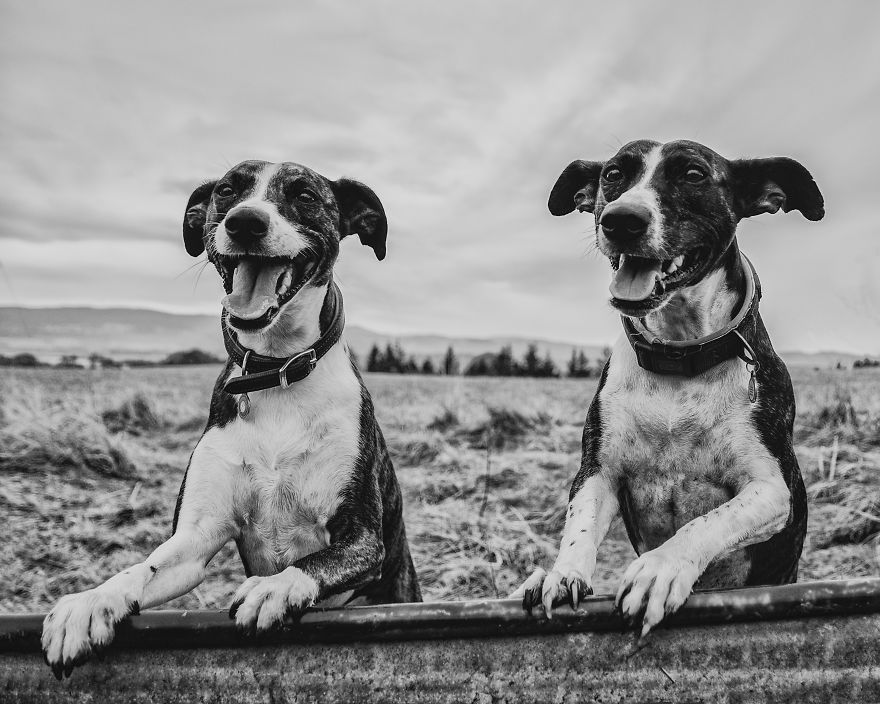 Rescue Dogs Turned Into Models