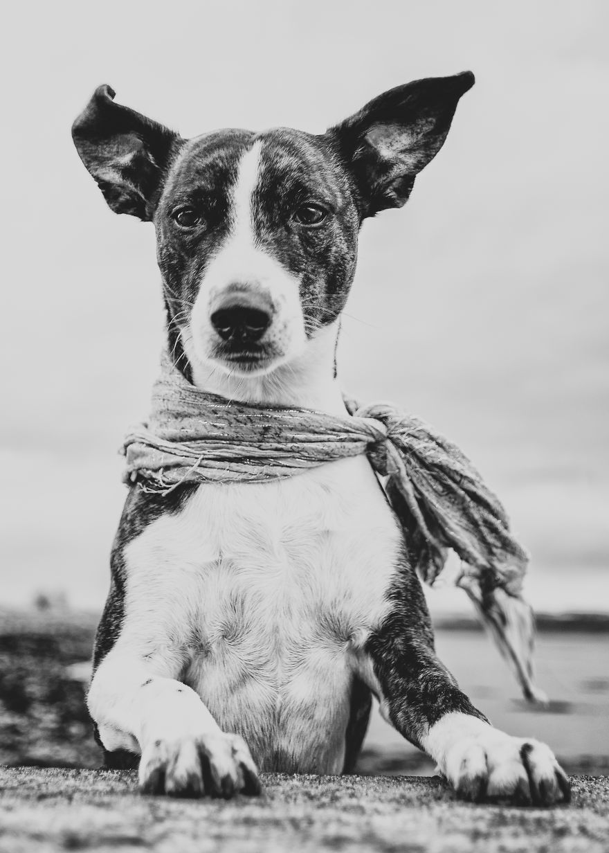 Rescue Dogs Turned Into Models