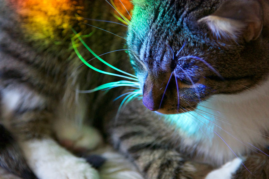 I Found My Cat Covered In A Rainbow