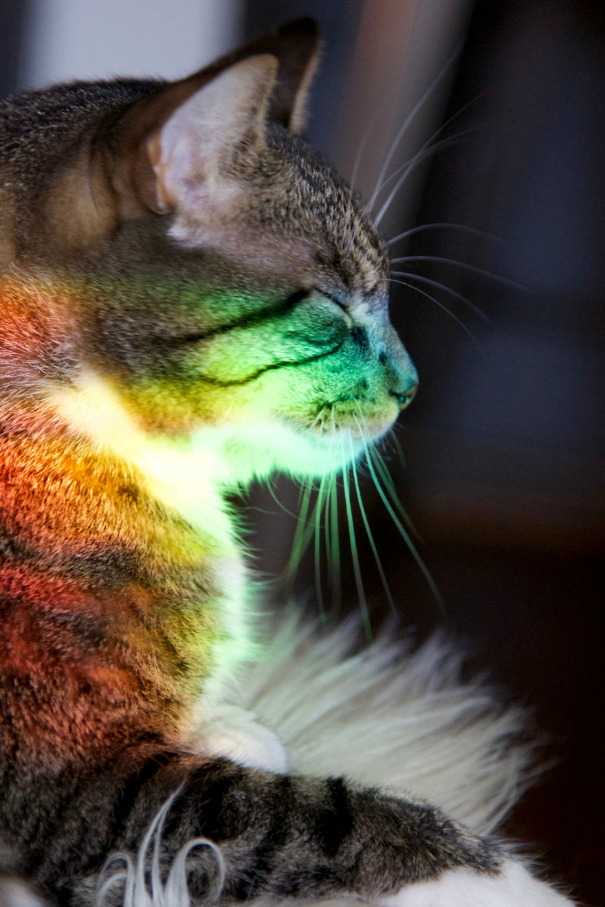 I Found My Cat Covered In A Rainbow