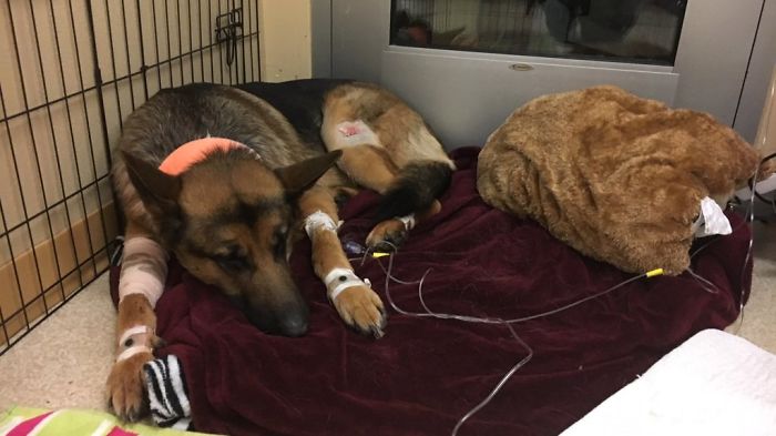 Brave Dog Gets Shot While Protecting His 16-Year-Old Owner From Armed Intruders
