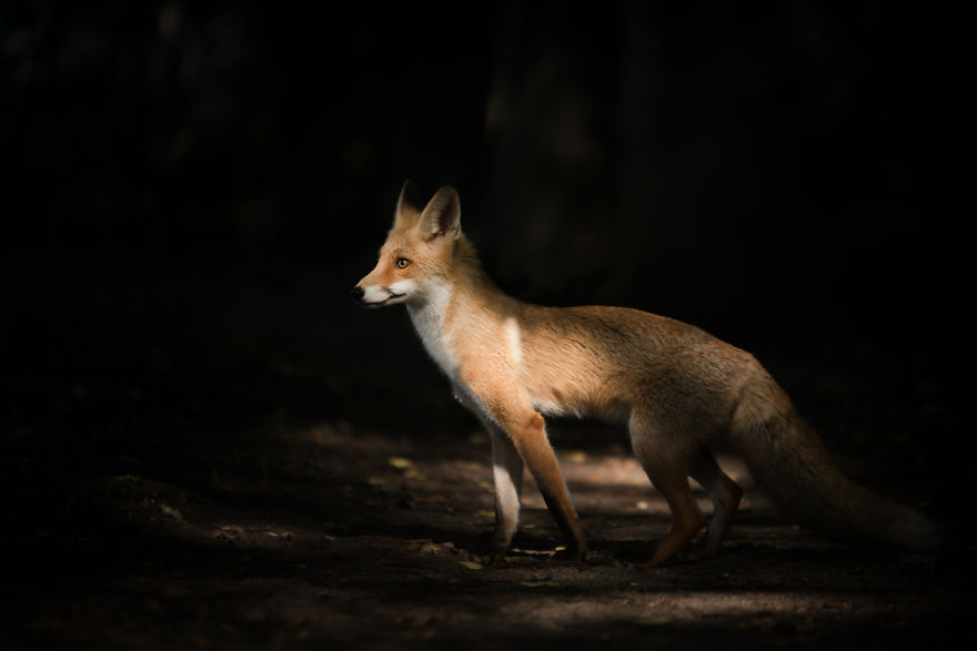 Fox - Amazing Creature