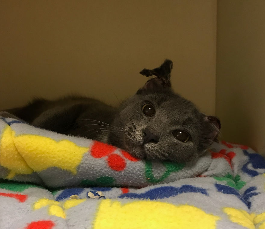 Cat Is Recovering, Learning How To Love People After Being Tortured By Animal Abuser Cat Is Recovering, Learning How To Love People After Being Tortured By Animal Abuser