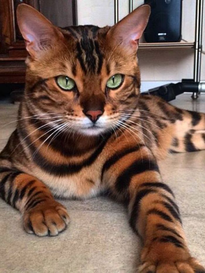 Here Are Some Of The Most Beautiful Cats Ever