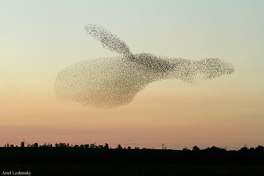 I Chase Starlings To Capture The Intricate Shapes They Make