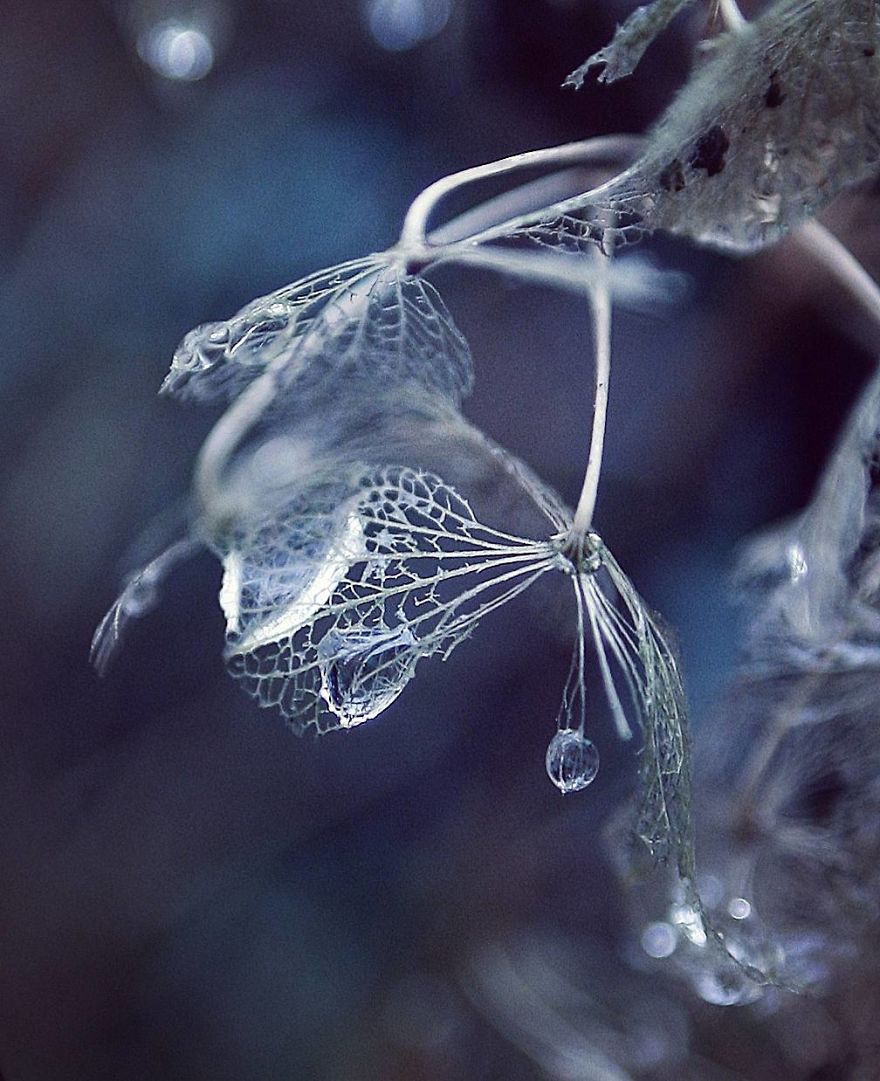 The Frozen Fairyland Of Skeletal Hydrangea Plants