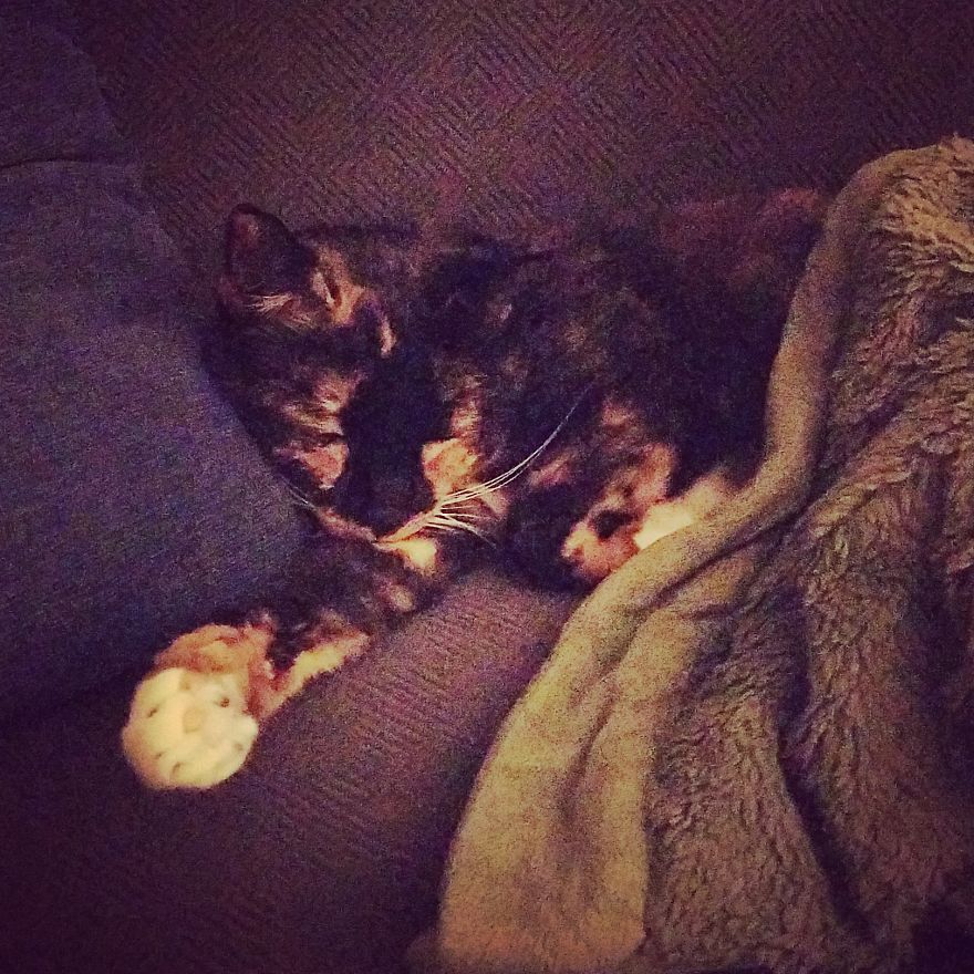 Naptime For Kitty