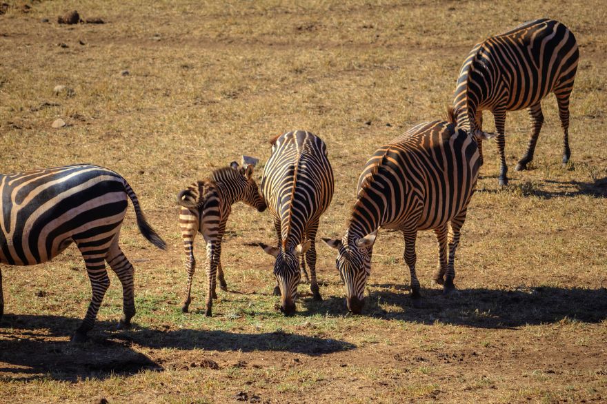 I Am Truly Amazed With Wild Animals In Kenya!