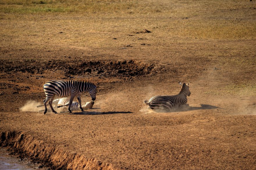 I Am Truly Amazed With Wild Animals In Kenya!