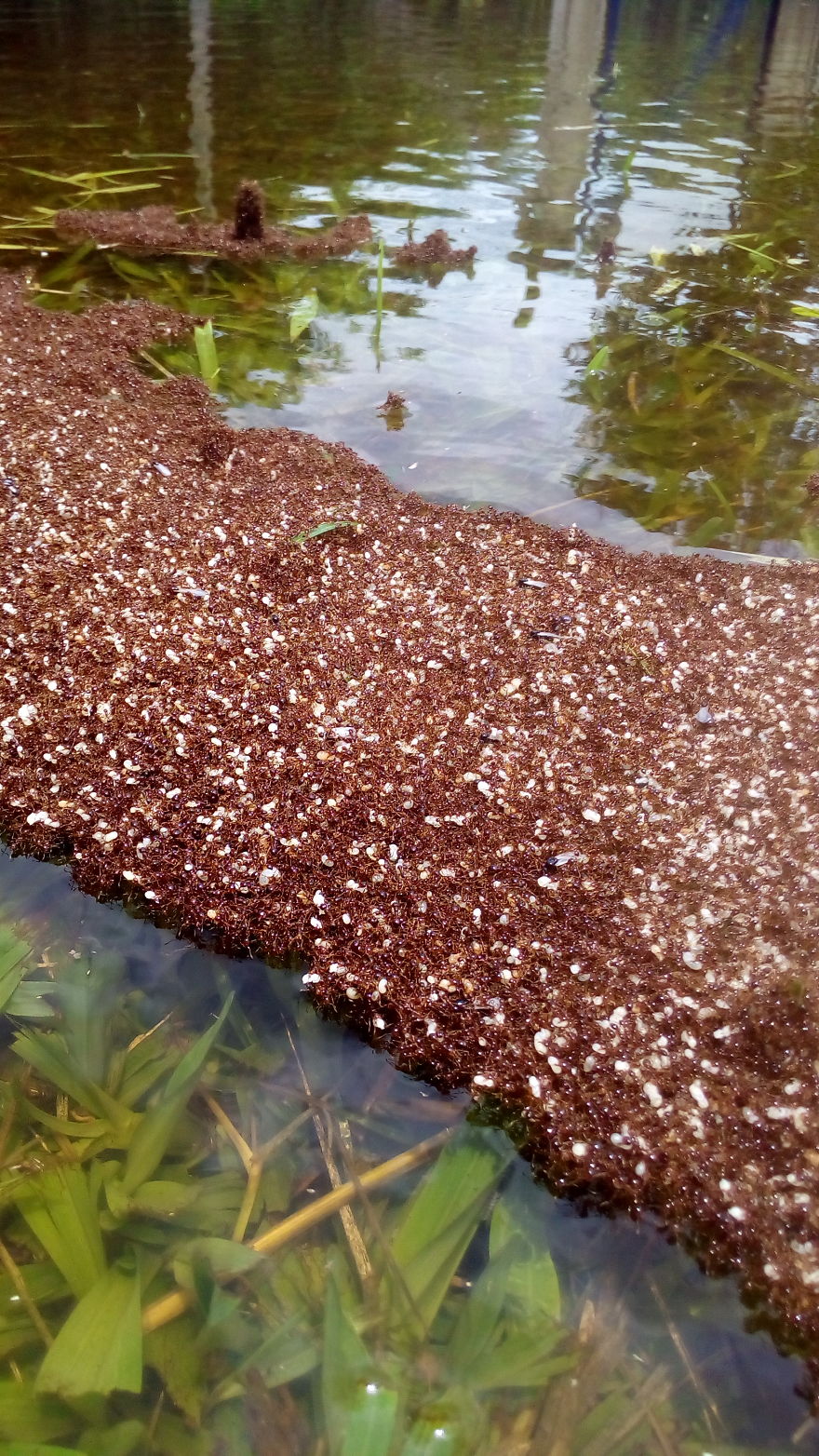 Ants Formed Hanged To Survive Floods