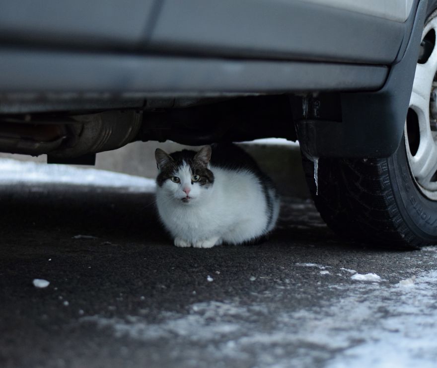 Photographer Captured Secret Lives Of Street Cats In Latvia
