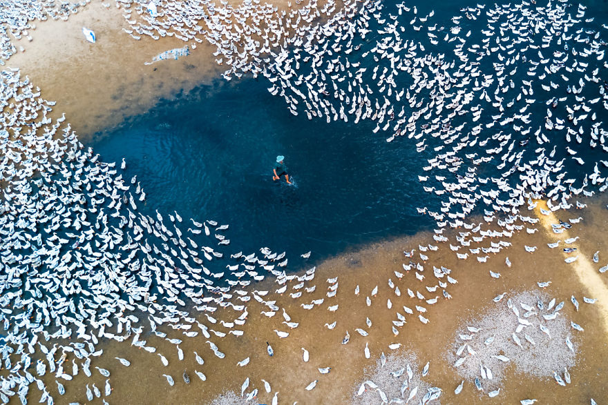 "Raising Ducks" By Cao Kỳ Nhân, Third Prize In Landscape Category, Enthusiast Group
