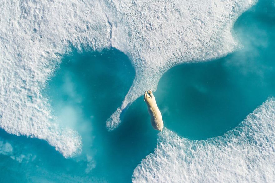 "Above The Polar Bear" By Florian Ledoux, Grand Prize Winner