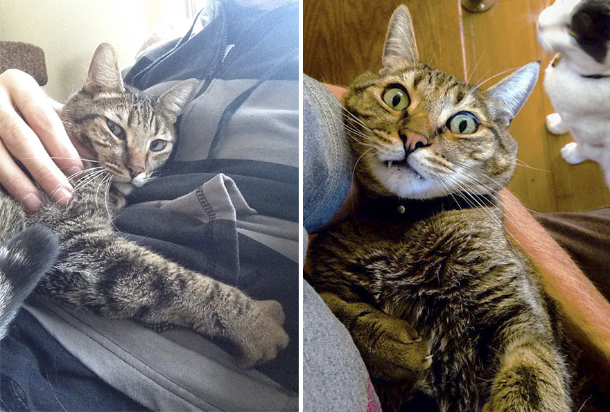 Cat Owner Fakes His Death To See How His Kitty Would React, Doesn't Expect Reaction Like This