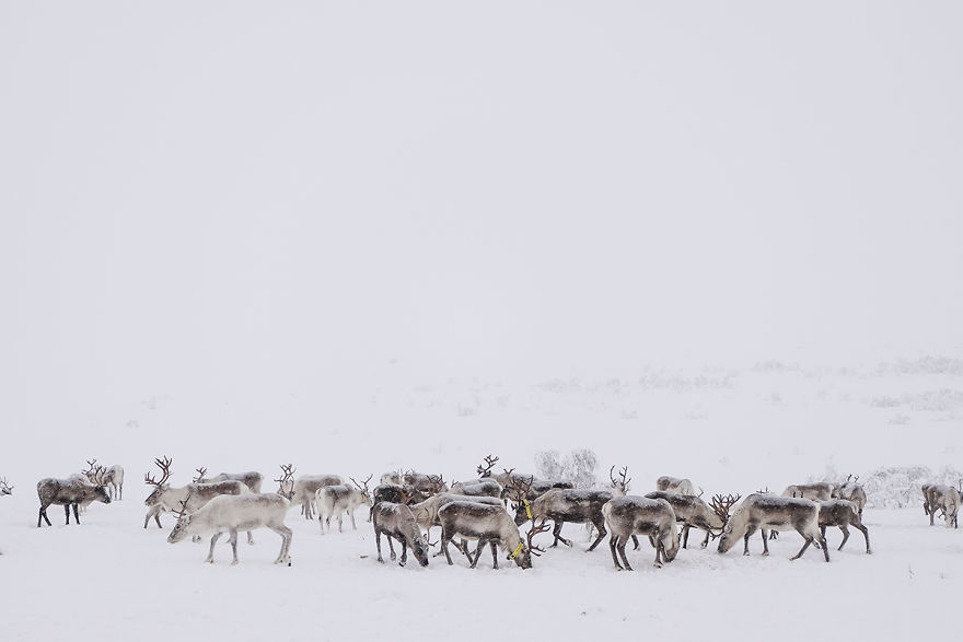 We Went Searching For Santa's Reindeer At -35 Degrees Celsius
